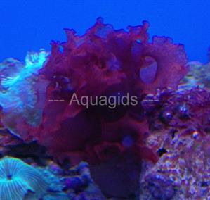 Kallymenia reniformis